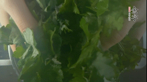 【面皮】1.鍋中水開時,放挑揀好的艾草和一撮小蘇打,第一遍煮開后倒掉,重新加水大火煮開后,小火煮1小時。煮爛的艾草用紗布瀝干。